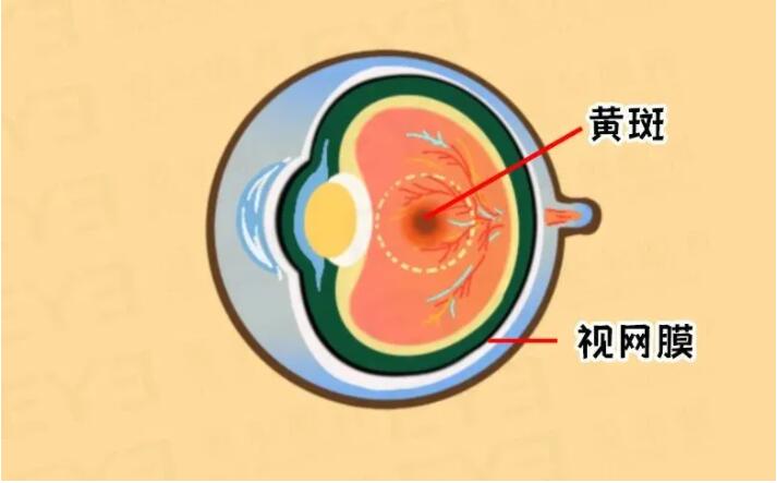 眼皮跳是要面癱了嗎？